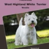 Traumrasse: West Highland White Terrier