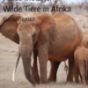 Wilde Tiere in Afrika