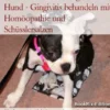 Zahnfleischentzündung beim Hund - Gingivitis behandeln mit Homöopathie und Schüsslersalzen